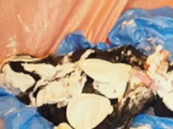 【パイ投げメッシー】撮影24