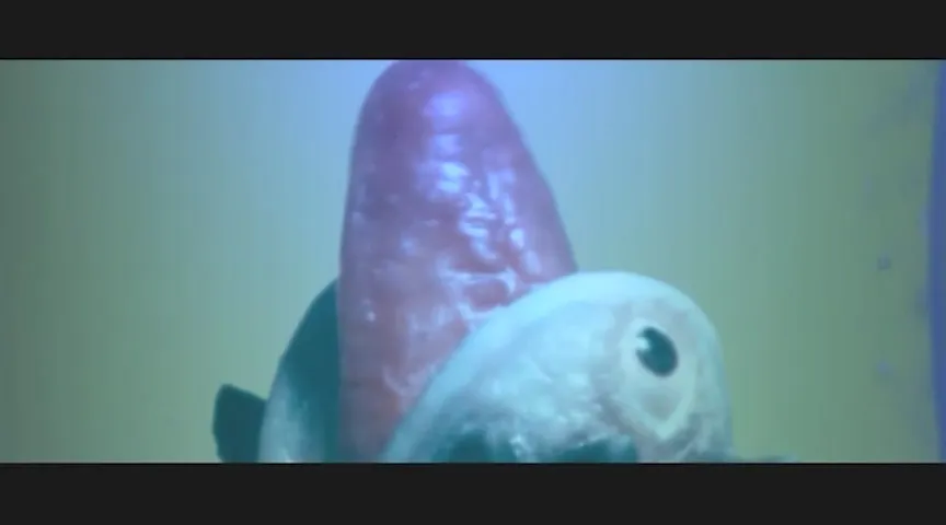 悶舌人妻 ベロマリカ