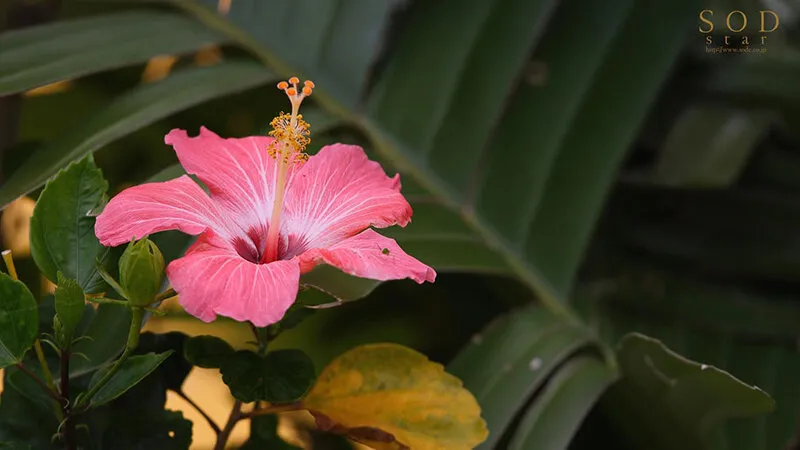 ようこそ癒しの楽園へ。南国エロティックスパHEAVENスペシャル！！ 唯井まひろ【圧倒的4K映像でヌク！】