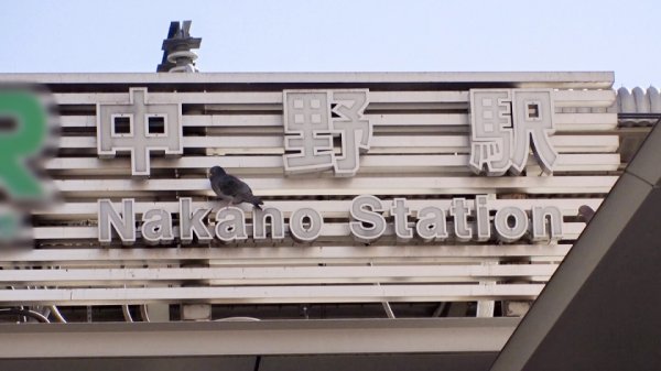 【芦名はるき】マジ軟派、初撮。 1615 クラシックバレエ講師をナンパ！身体が柔らかすぎる彼女にセックスでバレエ技を披露してもらいました！いつもと違う角度のピストンで知的体験で気持ちよすぎますwww