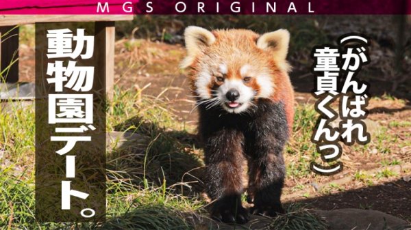 綾●はるか似の清楚系美少女vsガチ恋童貞！女優に丸投げリアルドキュメント・ガチンコSEX！【今回のデートコース：みなとみらい→動物園→ラブホ】エロくて儚くて甘酸っぱい！シリーズ史上一番胸キュンおセンチな名作回！志田雪奈の素のSEXが見れるのはこれだけ！